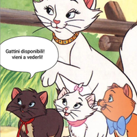 Gattini