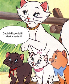 Gattini