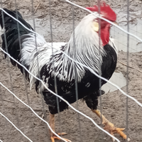 Gallo livornese puro