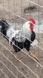 Gallo livornese puro