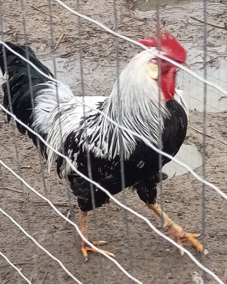 Gallo livornese puro