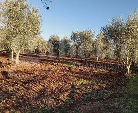 Terreno Residenziale Ostuni [cod. rif6055111VRG]