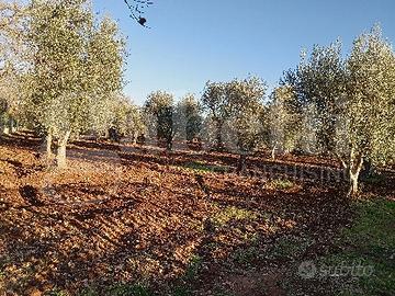 Terreno Residenziale Ostuni [cod. rif6055111VRG]