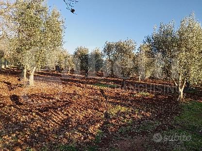 Terreno Residenziale Ostuni [cod. rif6055111VRG]