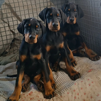 Cuccioli Dobermann