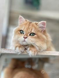 British longhair