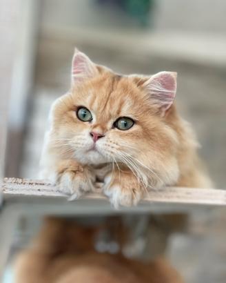 British longhair