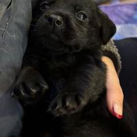 Cuccioli Labrador Retriever