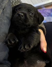 Cuccioli Labrador Retriever