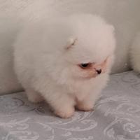 Cucciola femmina di spitz pomerania minuscola