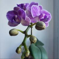 Phalaenopsis Violet Queen 