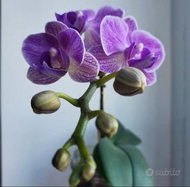 Phalaenopsis Violet Queen 