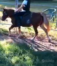 Pony 2010