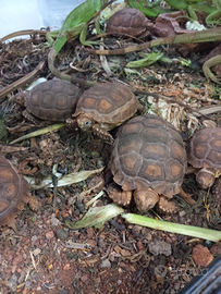 Geochelone sulcata con documenti in regola