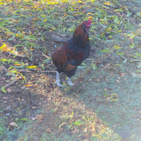 Gallo araucana selvatico