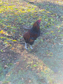 Gallo araucana selvatico