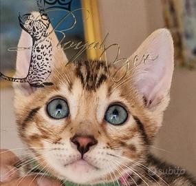 Gatto del bengala