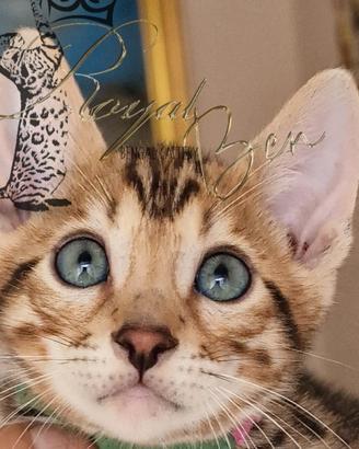 Gatto del bengala