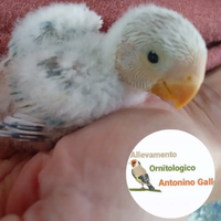 Inseparabili da imbecco