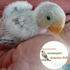 Inseparabili da imbecco