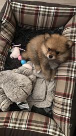 Spitz di pomerania