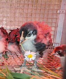 Pulcini Marans e Legbar