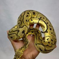 Pitone reale pastel clown