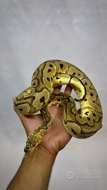 Pitone reale pastel clown