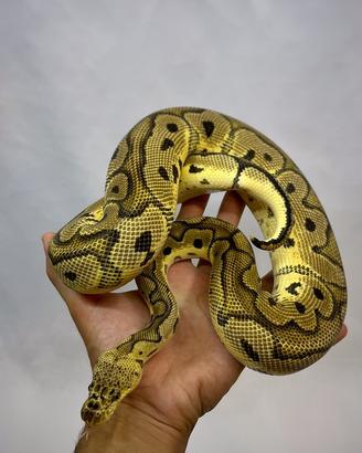 Pitone reale pastel clown