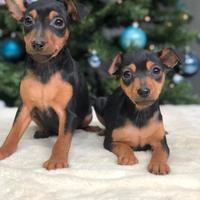 Pinscher cuccioli