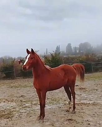 Puledra