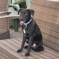 Jack cagnolino meraviglioso