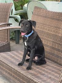 Jack cagnolino meraviglioso