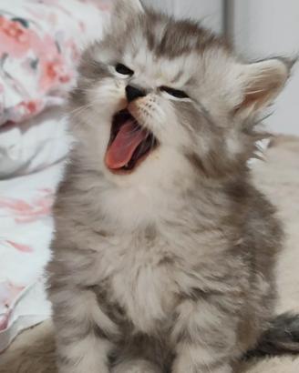 Gattini siberiani ipoallergenici