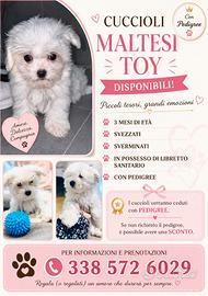 Cuccioli di maltese Toy