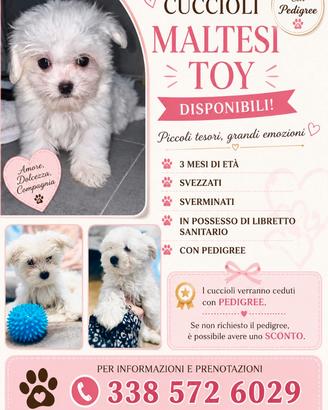 Cuccioli di maltese Toy