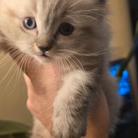 Ragdoll cuccioli unici