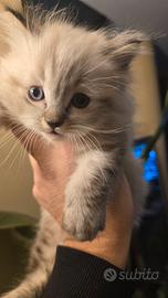 Ragdoll cuccioli unici