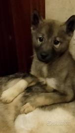 Siberian husky