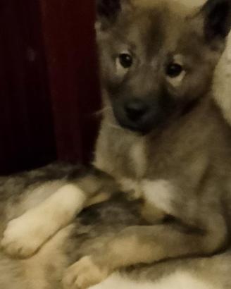 Siberian husky