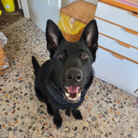 Pastore tedesco nero disponibile per monta