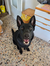 Pastore tedesco nero disponibile per monta