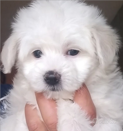 Cucciolo maltese mini toy
