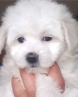 Cucciolo maltese mini toy