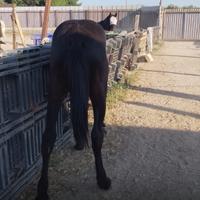 Puledri maschi di 1 anno con certificato di razza