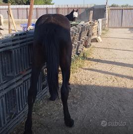 Puledri maschi di 1 anno con certificato di razza