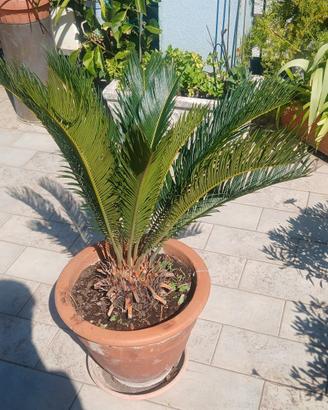 cigas pianta con vaso di terracotta