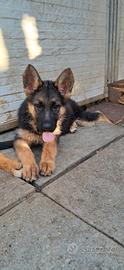 Cuccioli Pastore Tedesco