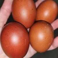 Galline uova Marans