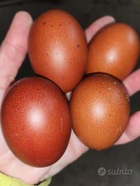 Galline uova Marans
